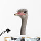 Close-up Ostrich's Head Wall Decal