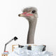 Close-up Ostrich's Head Wall Decal