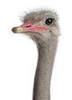 Close-up Ostrich's Head Wall Decal