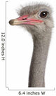 Close-up Ostrich's Head Wall Decal