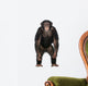 Young Chimpanzee Standing up Wall Decal