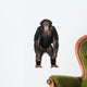Young Chimpanzee Standing up Wall Decal