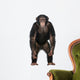 Young Chimpanzee Standing up Wall Decal
