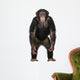 Young Chimpanzee Standing up Wall Decal