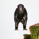 Young Chimpanzee Standing up Wall Decal