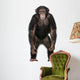 Young Chimpanzee Standing up Wall Decal