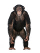 Young Chimpanzee Standing up Wall Decal