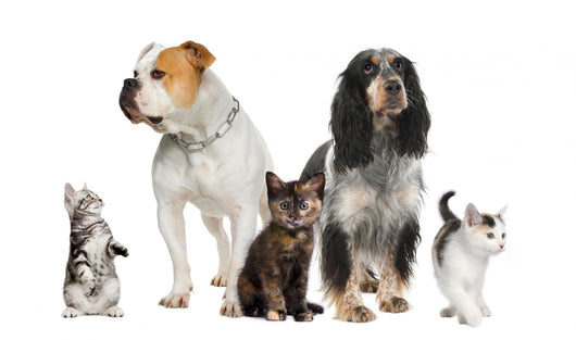 Group Pets Dogs and Wall Decal