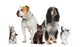 Group Pets Dogs and Wall Decal