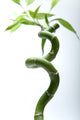 Lucky Bamboo Leaves and Wall Decal