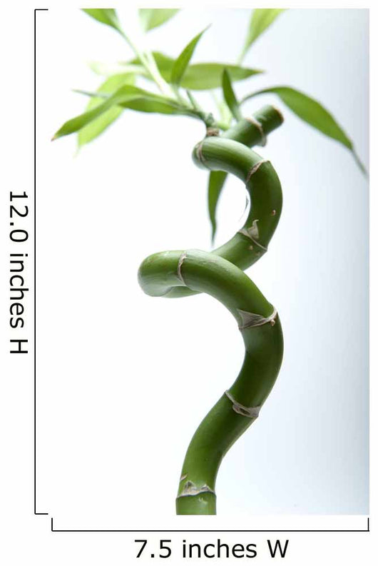 Lucky Bamboo Leaves and Wall Decal