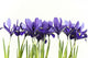 Iris Wall Decal