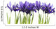 Iris Wall Decal