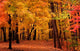 Autumn Landscape Wall DecalDecal 2