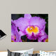 Cattleya Orchid Wall Decal