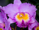 Cattleya Orchid Wall Decal