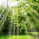 Forest Campaign Gt  Wall Decal