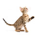 Bengal Kitten Wall Decal