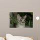 Maine Coon Kitten Wall Decal