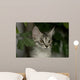 Maine Coon Kitten Wall Decal