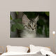 Maine Coon Kitten Wall Decal