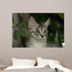 Maine Coon Kitten Wall Decal