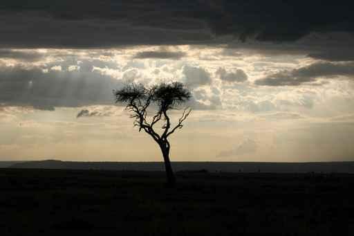 Tree Africa Wall Decal