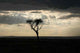 Tree Africa Wall Decal