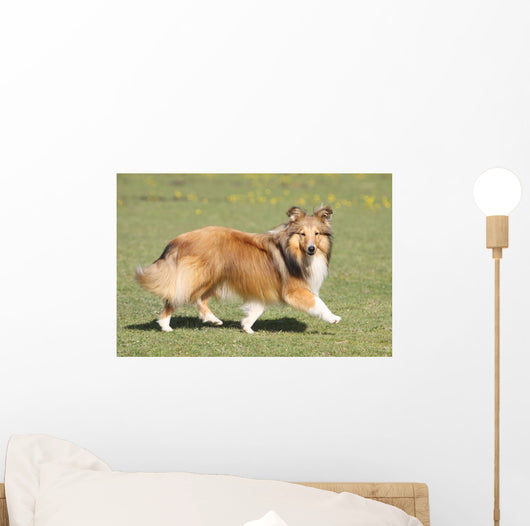 Shetland Sheepdog Who Turns Wall Decal