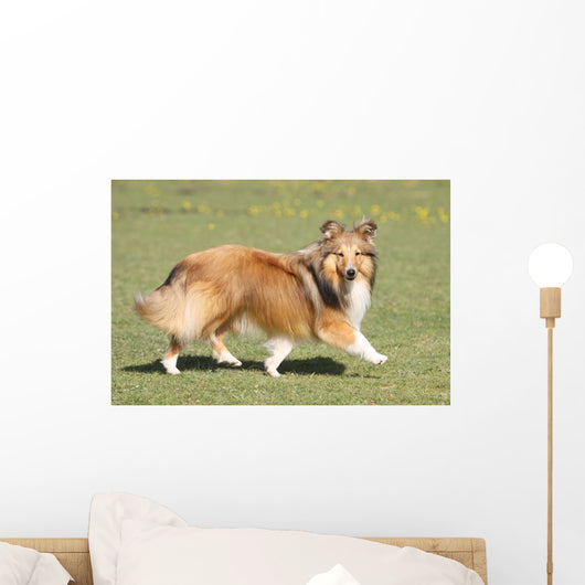 Shetland Sheepdog Who Turns Wall Decal