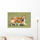 Shetland Sheepdog Who Turns Wall Decal