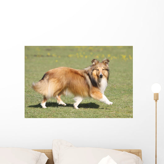 Shetland Sheepdog Who Turns Wall Decal