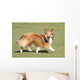 Shetland Sheepdog Who Turns Wall Decal