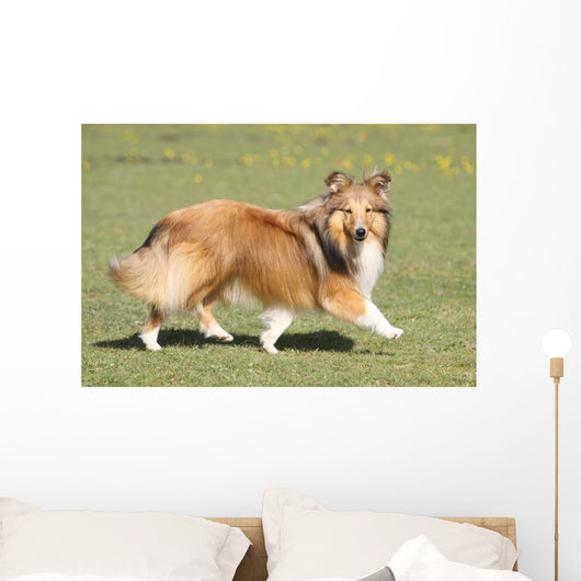 Shetland Sheepdog Who Turns Wall Decal