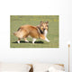 Shetland Sheepdog Who Turns Wall Decal