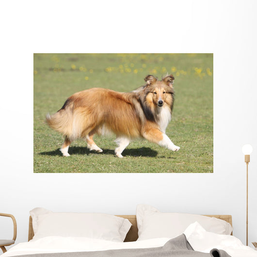 Shetland Sheepdog Who Turns Wall Decal