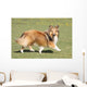 Shetland Sheepdog Who Turns Wall Decal