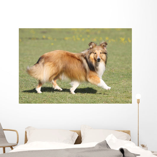 Shetland Sheepdog Who Turns Wall Decal
