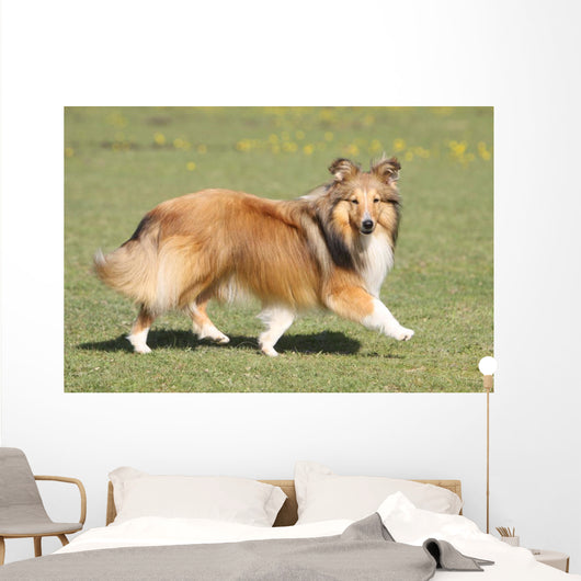 Shetland Sheepdog Who Turns Wall Decal