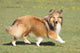 Shetland Sheepdog Who Turns Wall Decal