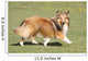 Shetland Sheepdog Who Turns Wall Decal