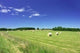 Field Summer with Straw Wall Decal