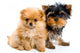 Two Puppies Wall Decal
