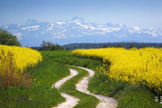 Rape Field and Alps Wall Decal