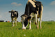 Cows Grazing Wall Decal