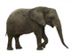 Elephant Wall Decal Design 2