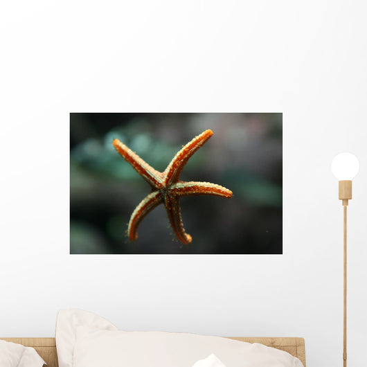 Etoile Mer Wall Decal
