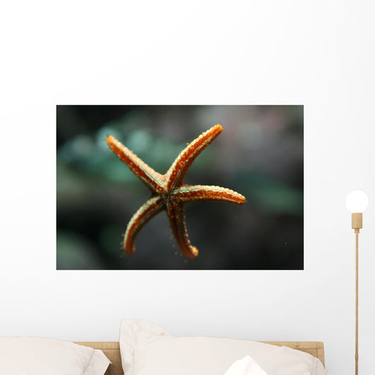 Etoile Mer Wall Decal