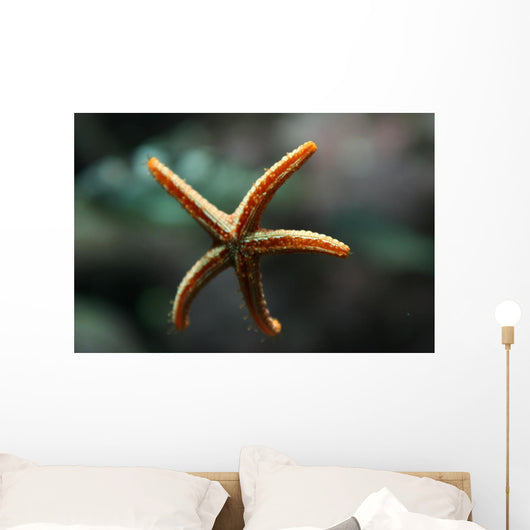 Etoile Mer Wall Decal