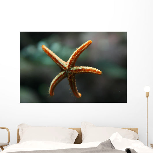Etoile Mer Wall Decal